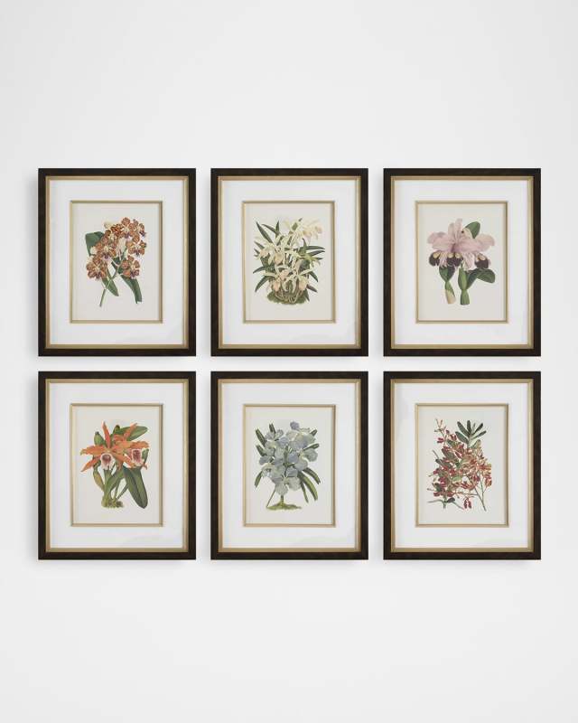"Orchid" Framed Botanical Prints, Set of 6